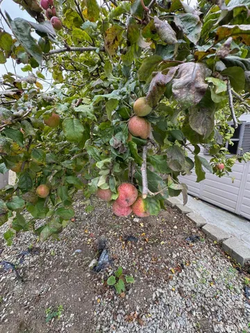 $3,400 | 444 Higate Drive, Unit LOWR, Daly City, CA 94015