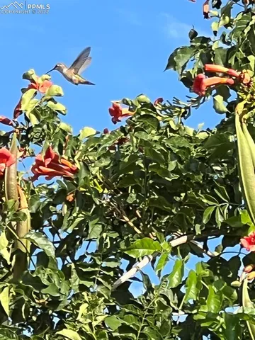 a picture of flowers