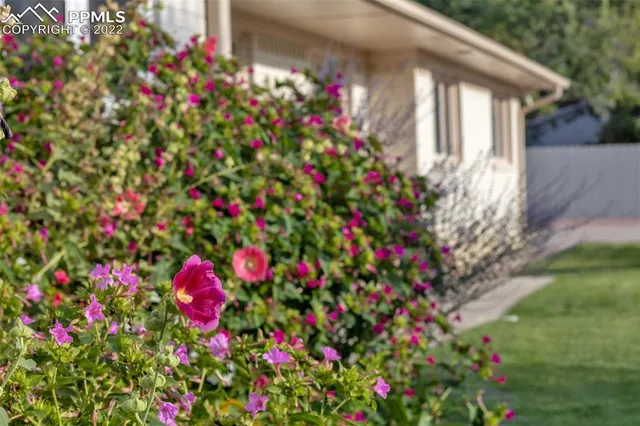 a flower plants in front of a house