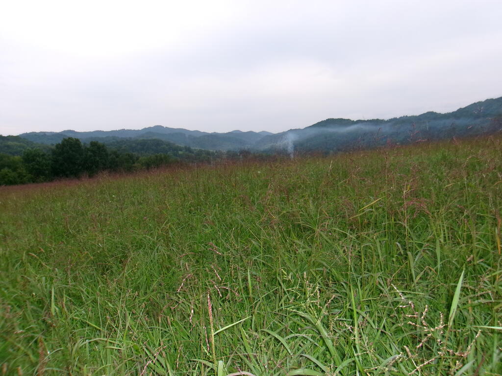 Tbd Little Acres Road North Tazewell, VA 24630 - Photo 6 of 15 Gallery Image 6