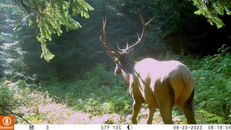 Nka Lookout Road Newport, WA 99156 - Photo 8 of 47