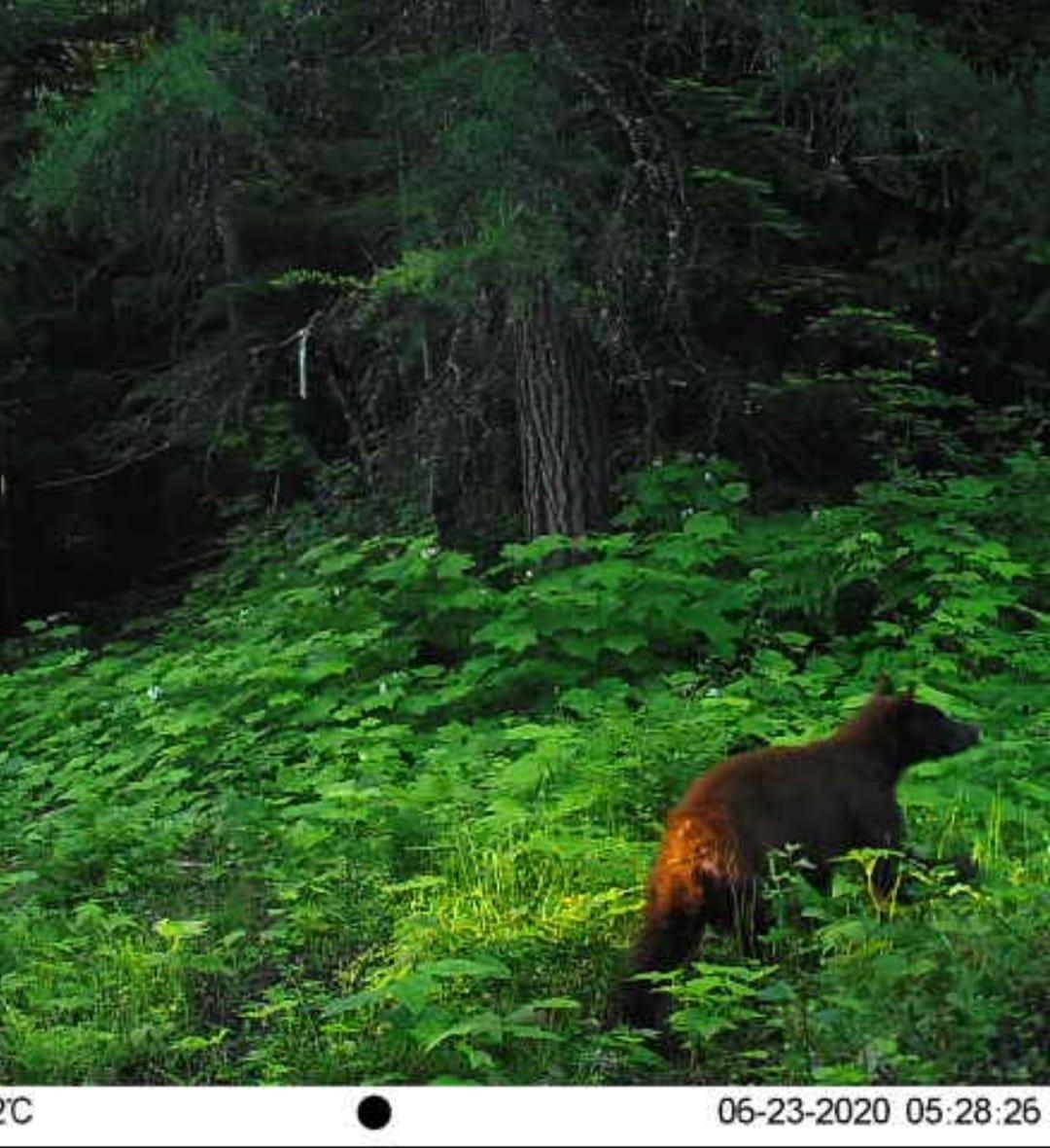 Nka Lookout Road Newport, WA 99156 - Photo 10 of 47