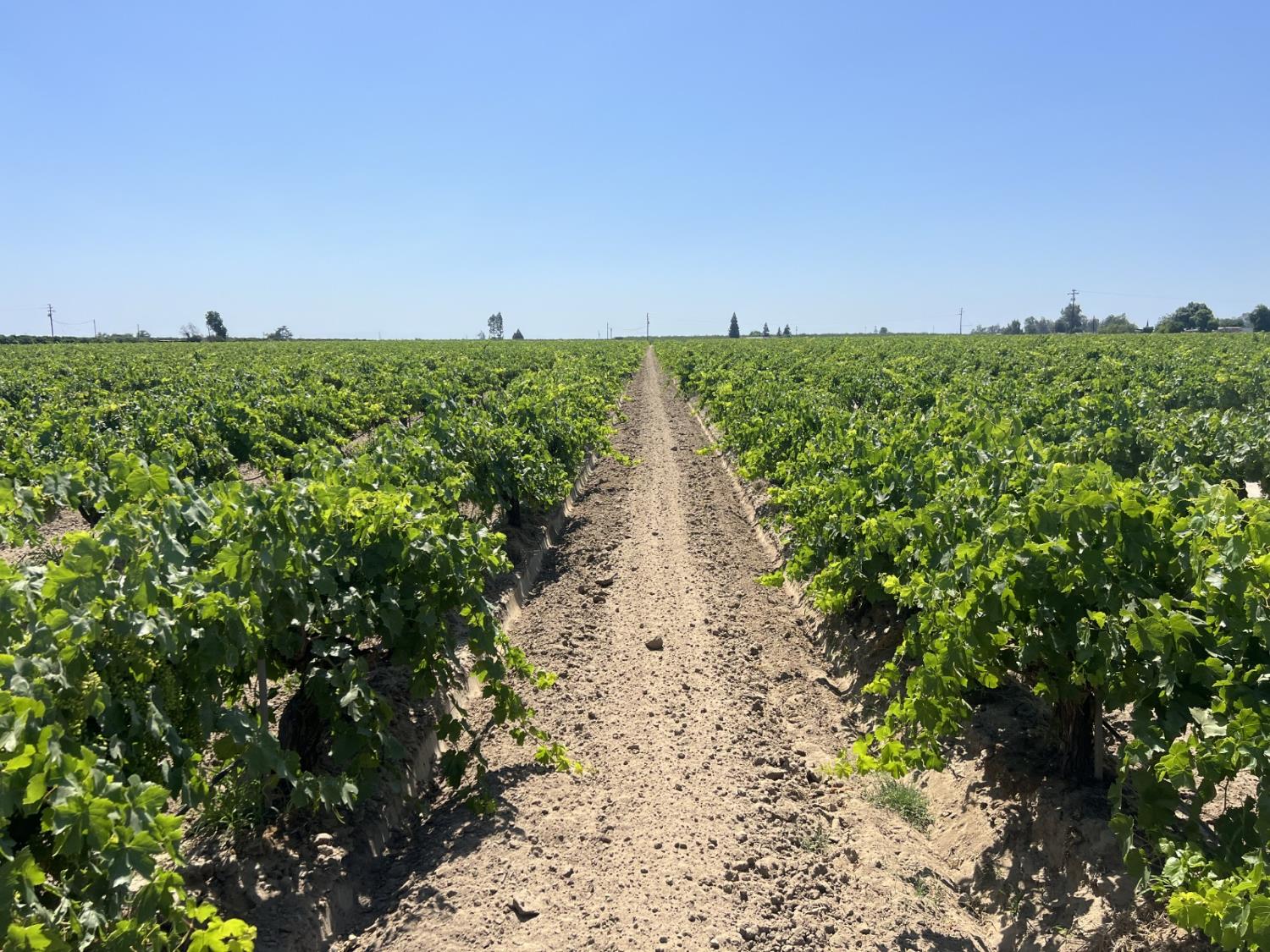 0 27.53 Acs Selma, CA 93662 - Photo 1 of 5 a view of a pathway with a yard