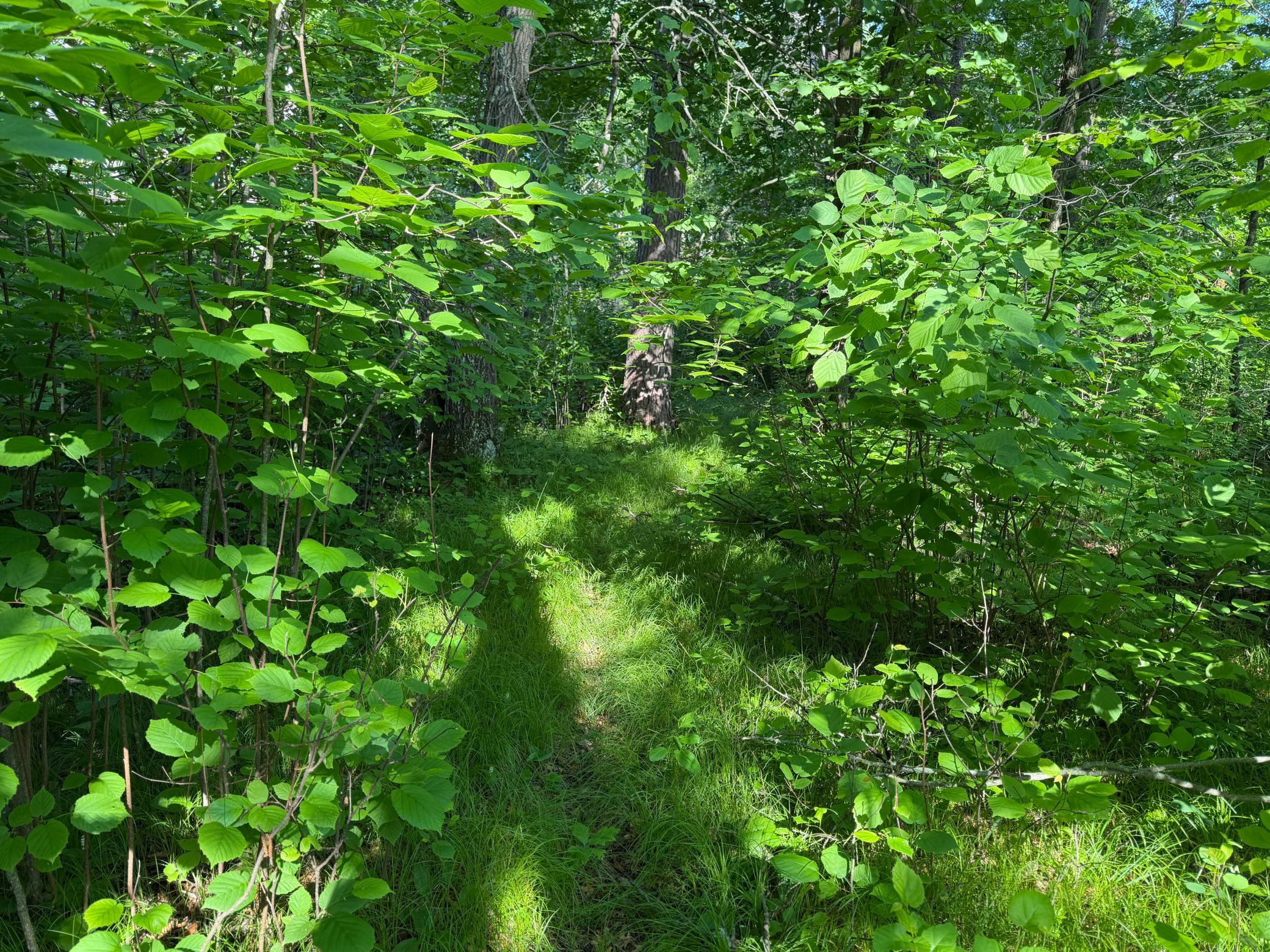 Tbd 270th Street Sebeka, MN 56477 - Photo 14 of 65