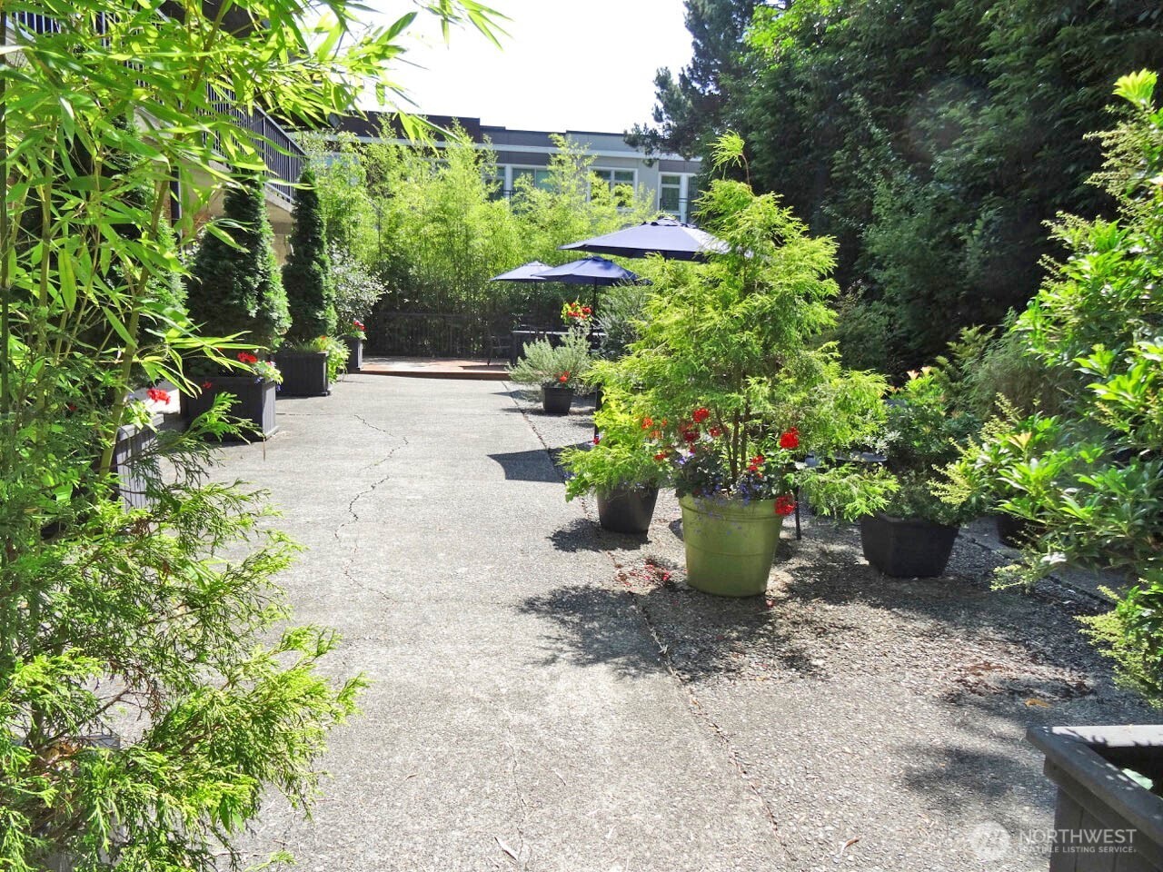 343 4th Avenue, Unit D Kirkland, WA 98033 - Photo 17 of 18 a view of a back yard with potted plants and large trees