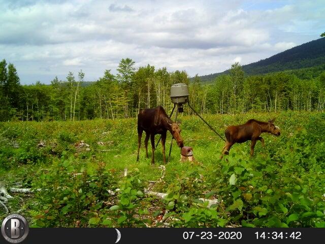 130 Schoolbus Rd Mount Mount Chase, ME 04765 - Photo 53 of 63 Wildlife 130 Schoolbus L