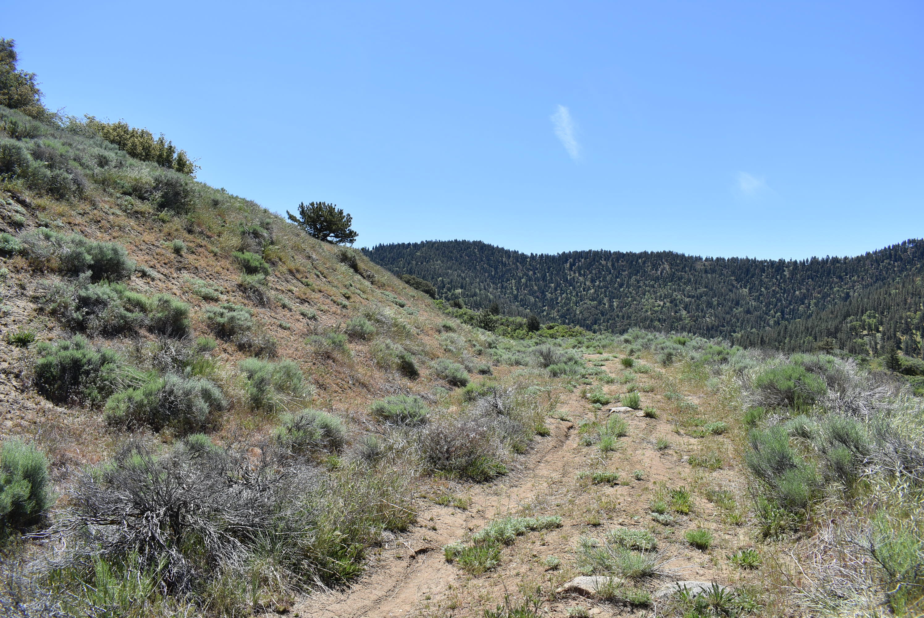 Neuchatel Way Tehachapi, CA 93561 - Photo 9 of 26 DSC_1035