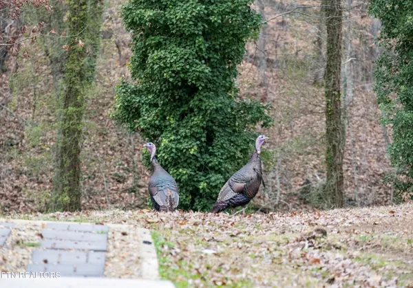 $739,900 | 8431 Rising Sun Drive, Corryton, TN 37721