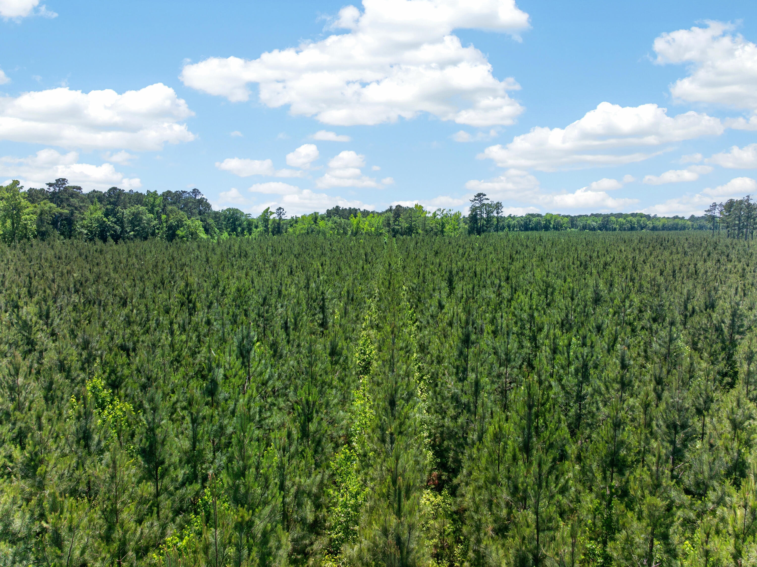 5120 North Brewington Road, Unit 10 Alcolu, SC 29001 - Photo 34 of 40 DJI_20260521133645_0068_D