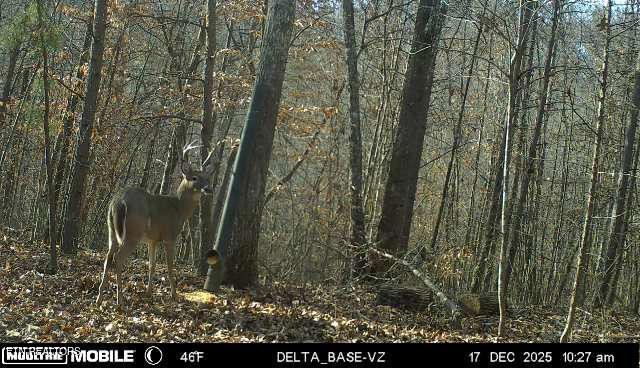 596 Byrams Fork Road Andersonville, TN 37705 - Photo 55 of 56 Gallery Image 55