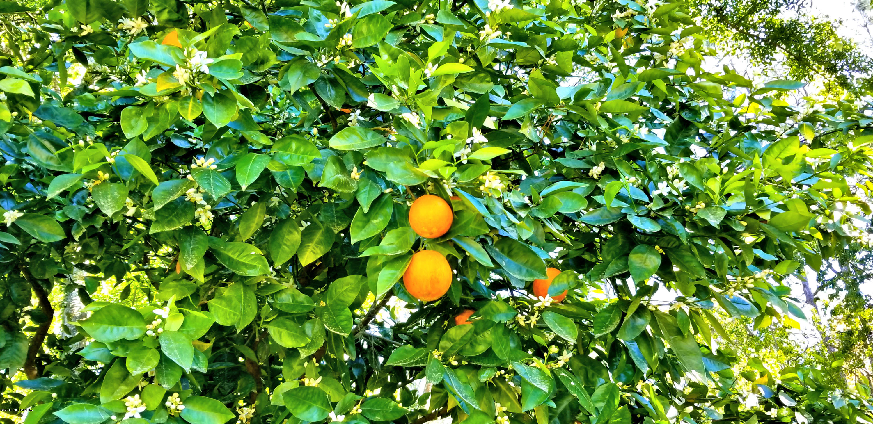 6376 Mockingbird Road Jacksonville, FL 32219 - Photo 32 of 35 Orange Tree1