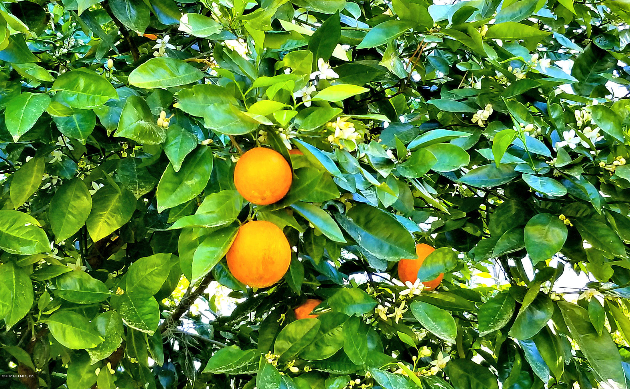 6376 Mockingbird Road Jacksonville, FL 32219 - Photo 33 of 35 Orange Tree2
