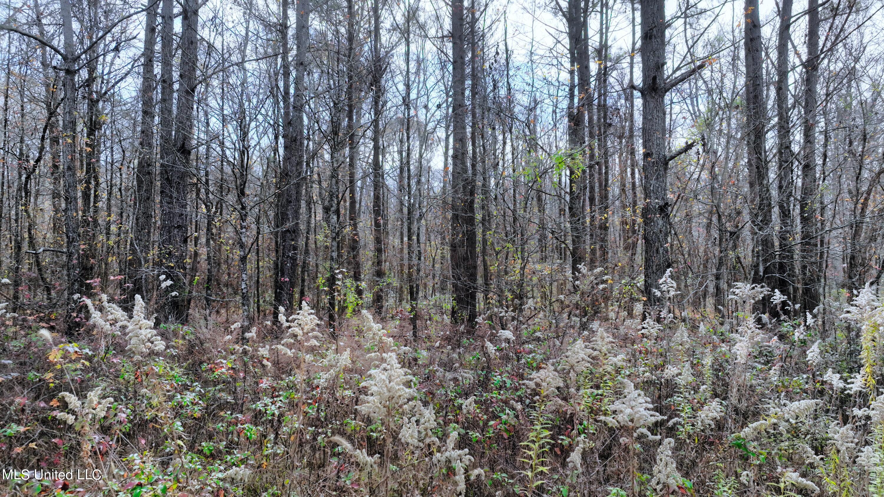 2200 Bryan Road Michigan City, MS 38647 - Photo 2 of 33 DJI_0978