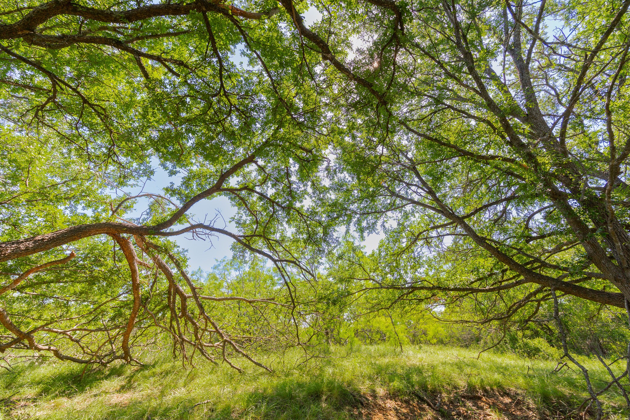 180 Covered Meadows Ranch Road Purmela, TX 76566 - Photo 18 of 21