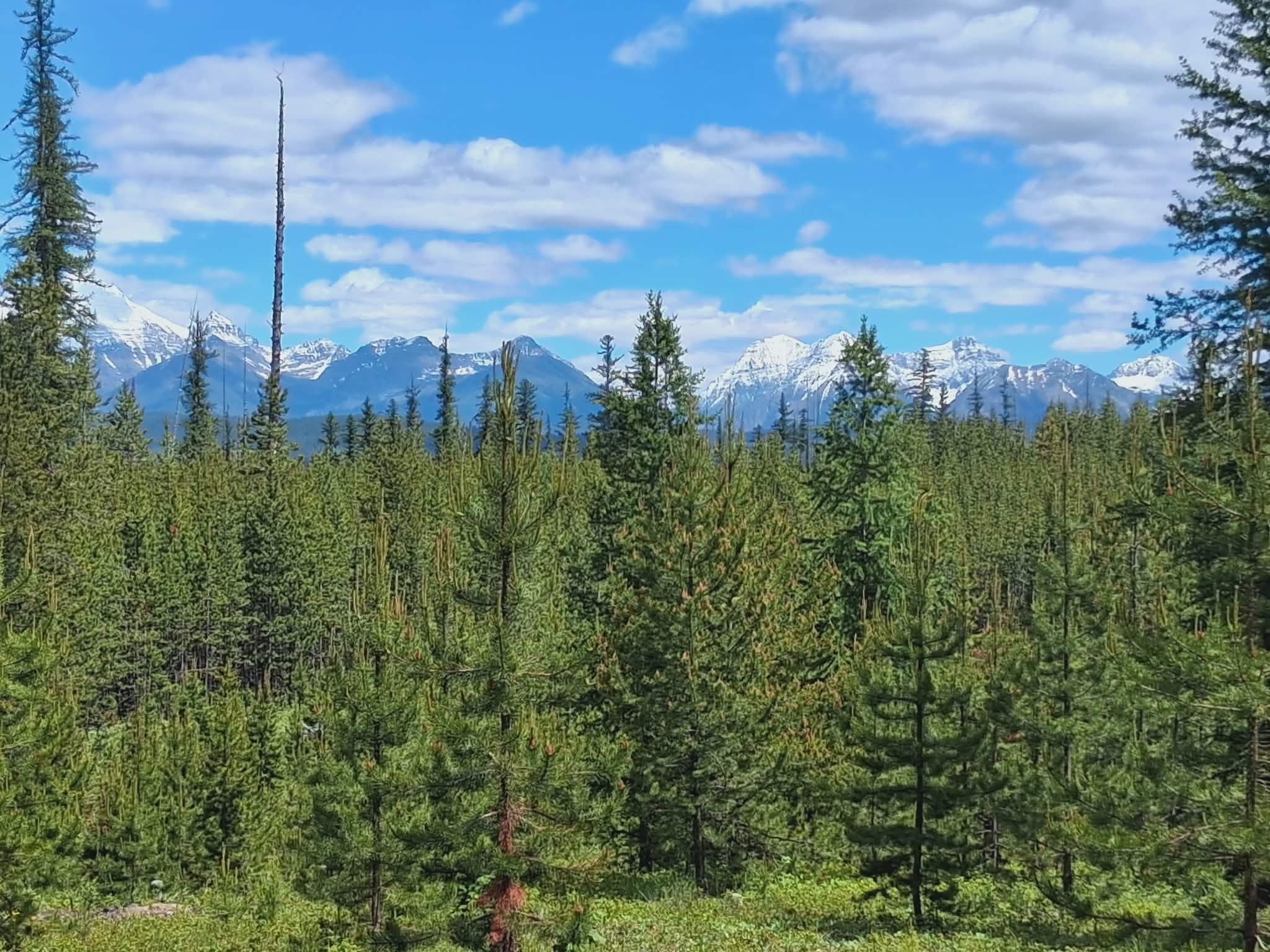 11532 North Fork Road Polebridge, MT 59928 - Photo 1 of 8 Gallery Image 1
