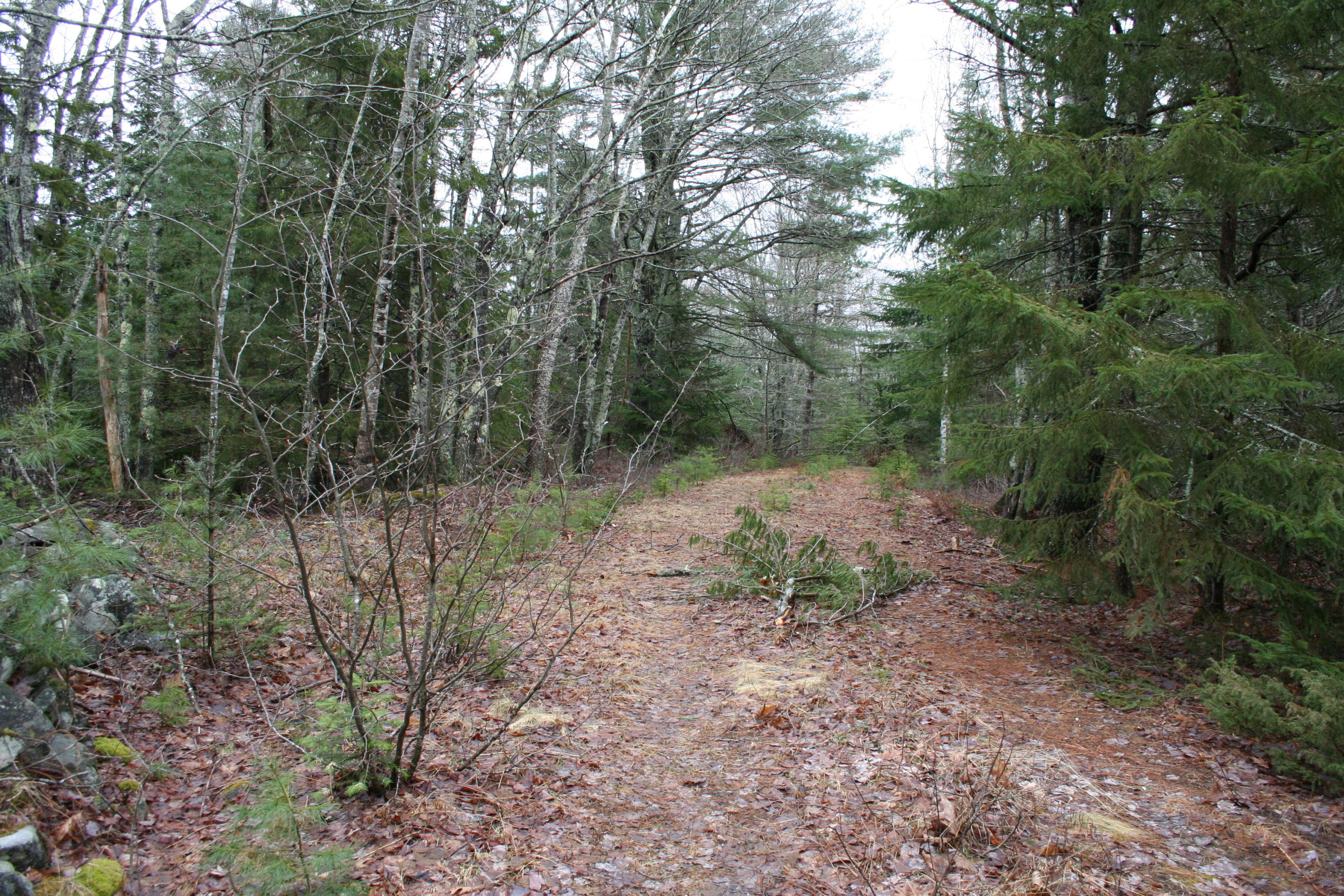 0 Rein Road Spruce Head, ME 04859 - Photo 10 of 11 IMG_4736
