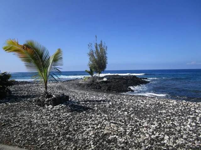 a view of a palm tree with a yard