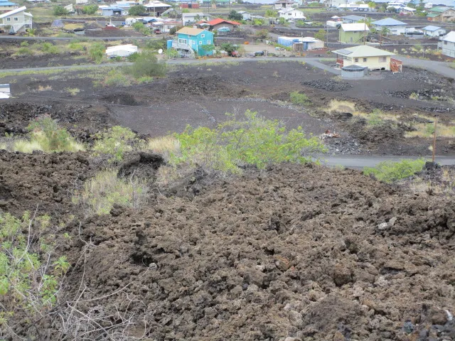 a view of a flowers in a garden