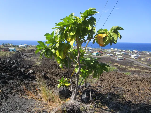 a close up of a flower in a garden