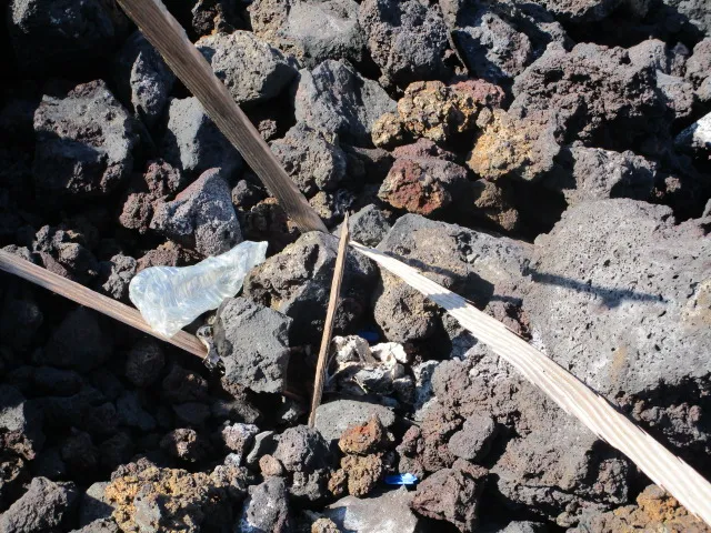 a picture of flowers and flowers