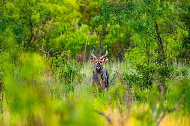 a view of a lush green space