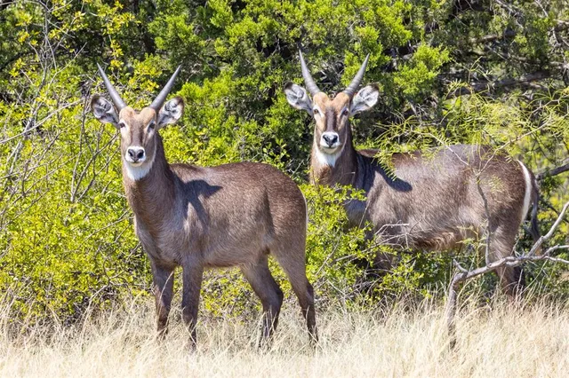 a view of a yard in a yard