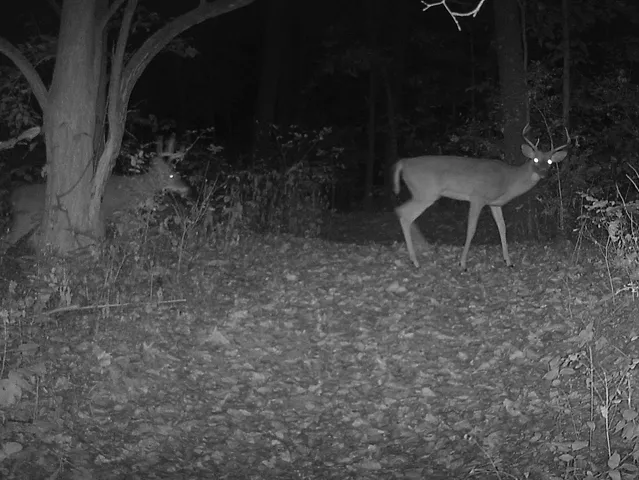 $454,125 | 5180 West Cantrell Street, Decatur, IL 62522