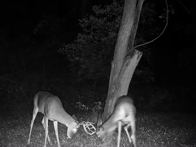 $454,125 | 5180 West Cantrell Street, Decatur, IL 62522