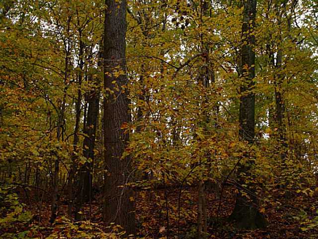 29900 Lake Logan Road Logan, OH 43138 - Photo 4 of 20 Gallery Image 4