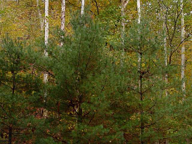 29900 Lake Logan Road Logan, OH 43138 - Photo 5 of 20 Gallery Image 5
