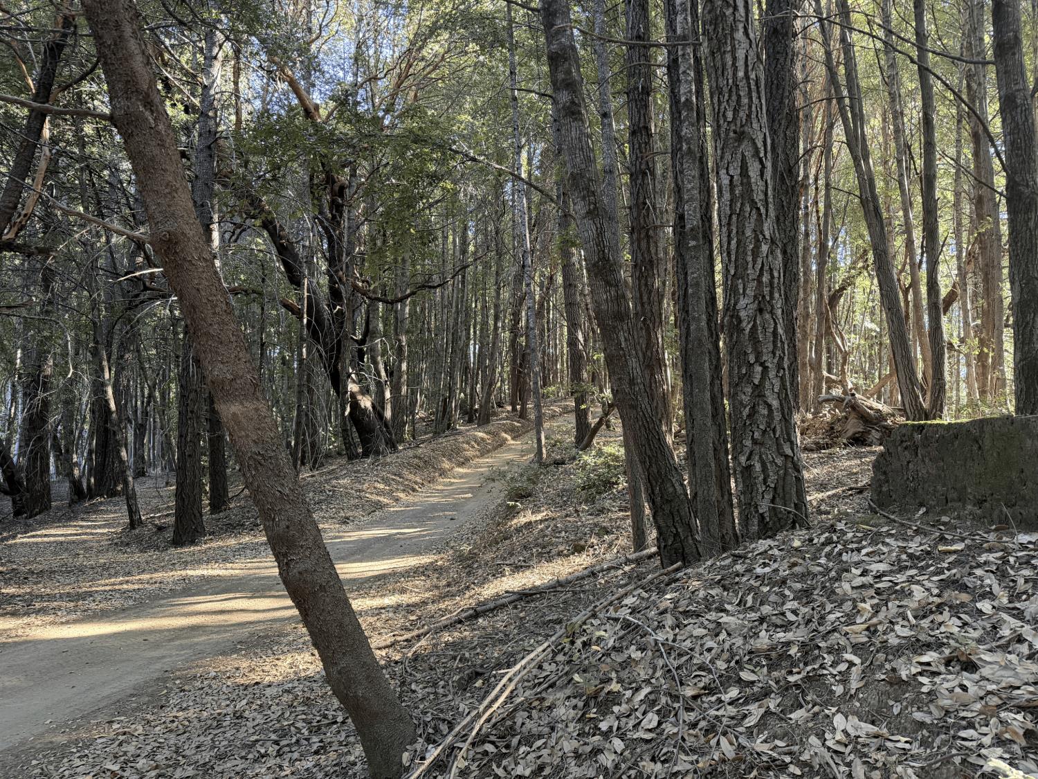 8989 Doody Ridge Road Garberville, CA 95542 - Photo 2 of 5 a view of a yard with trees