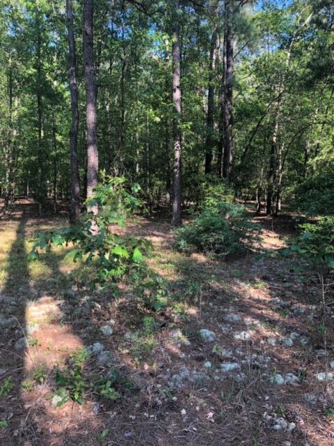 0 Bull Swamp Road North, SC 29112 - Photo 11 of 15 IMG_0779