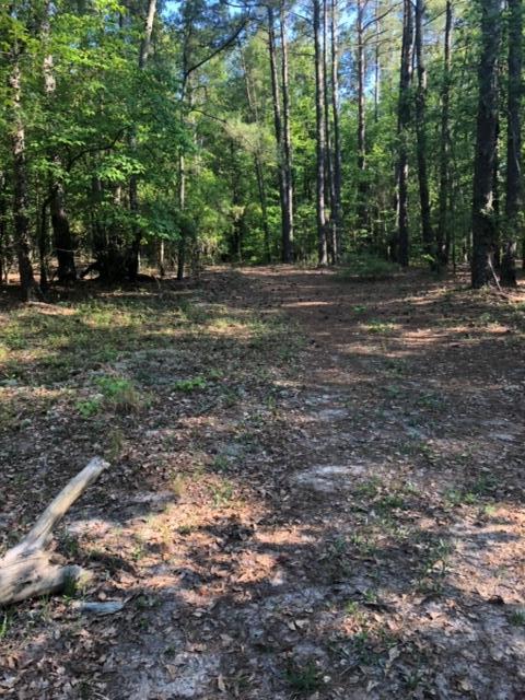 0 Bull Swamp Road North, SC 29112 - Photo 13 of 15 IMG_0782