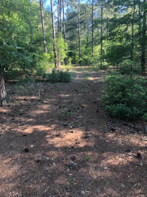 0 Bull Swamp Road North, SC 29112 - Photo 10 of 15 IMG_0777