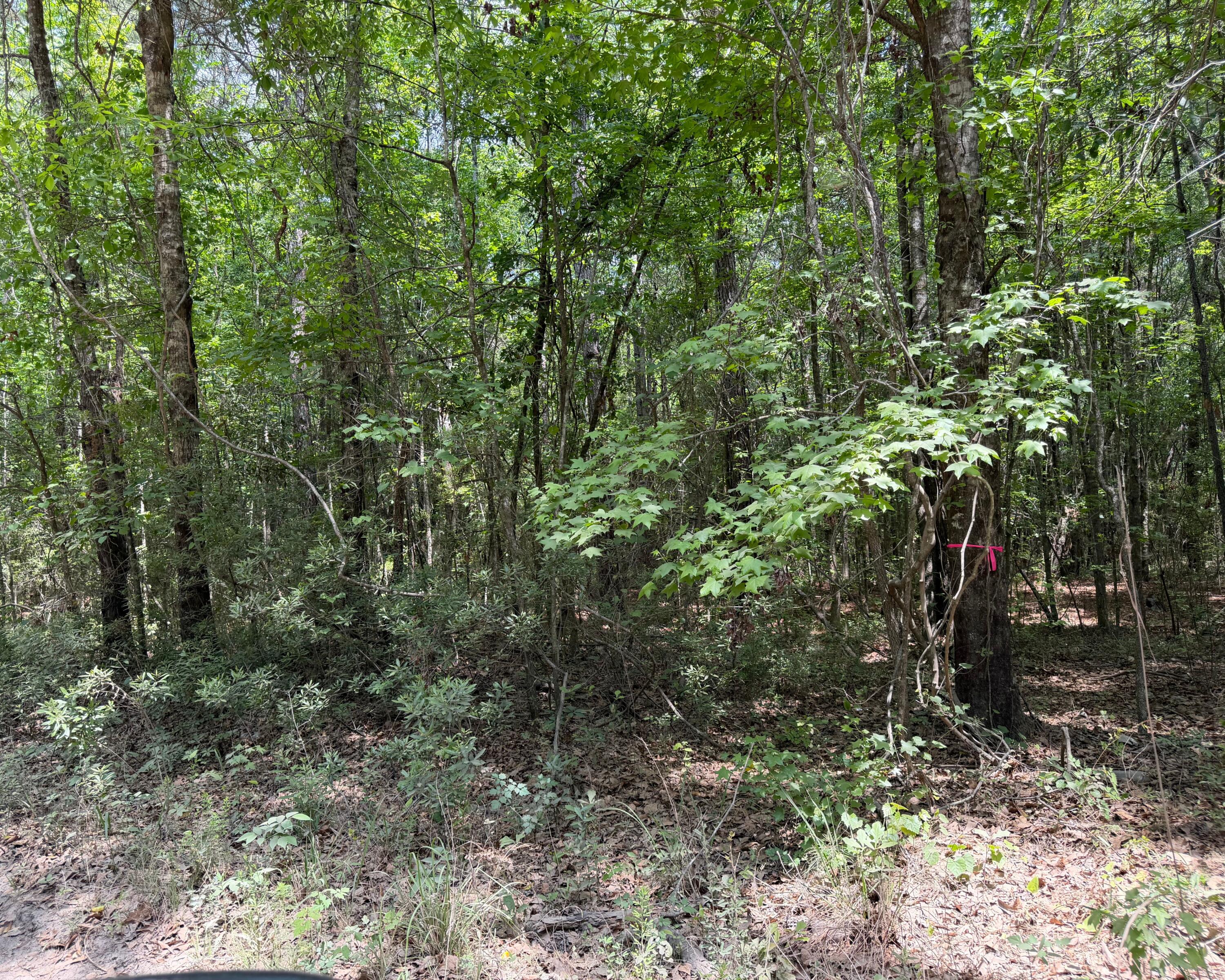 0 Toney Bay Road Holly Hill, SC 29059 - Photo 4 of 6