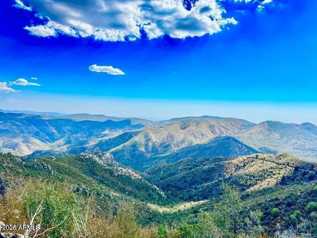 a view of a forest with a mountain