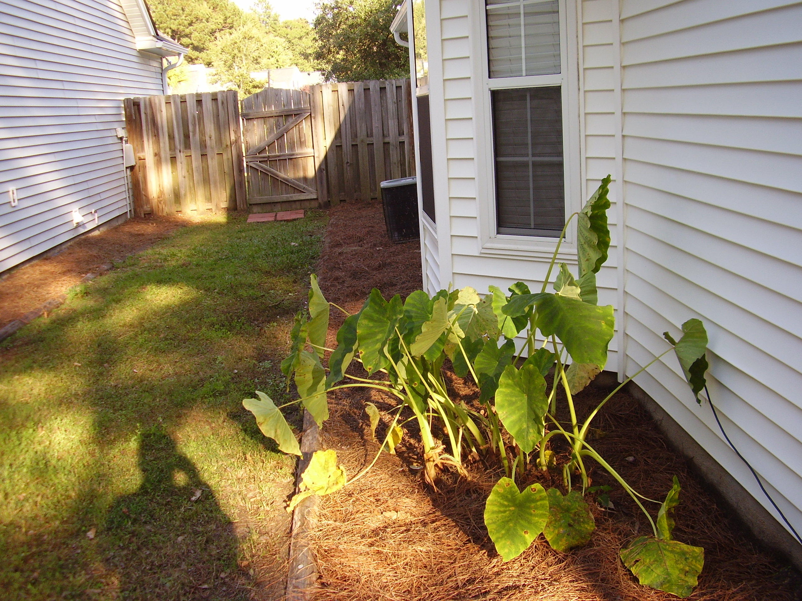 9264 Ayscough Road Summerville, SC 29485 - Photo 21 of 28 P1010663 - Copy - Copy - Copy - Copy - C
