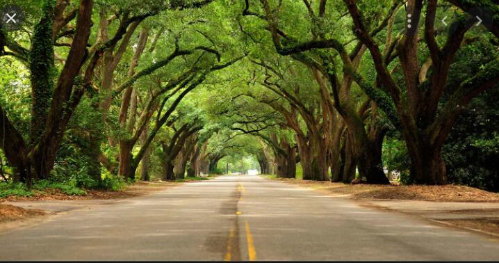 6079 Whirlaway Road Graniteville, SC 29829 - Photo 12 of 25 Aiken 2