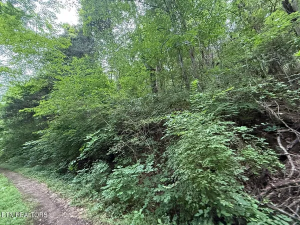 a view of a lush green forest