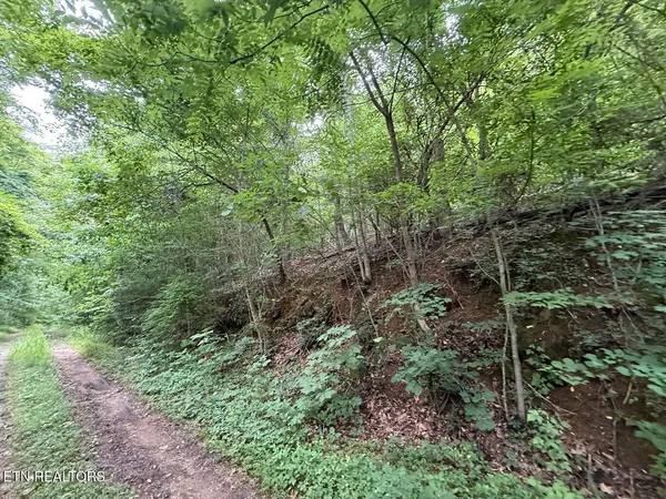 a view of a forest that has large trees