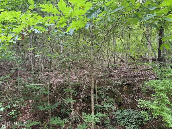 a view of a forest with a tree
