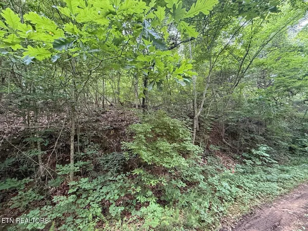 a view of a lush green forest