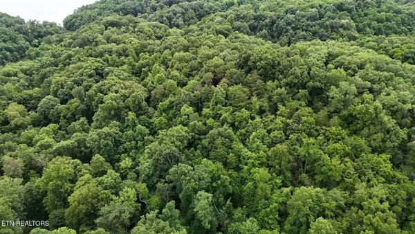 a view of a lush green forest