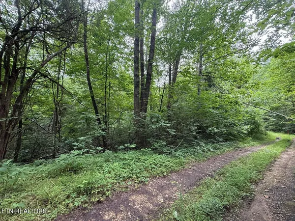 a view of a lush green forest