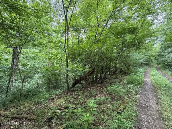 a view of a forest with trees in the background