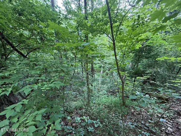a view of a lush green forest