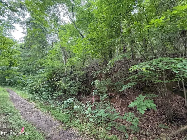 a view of a lush green forest