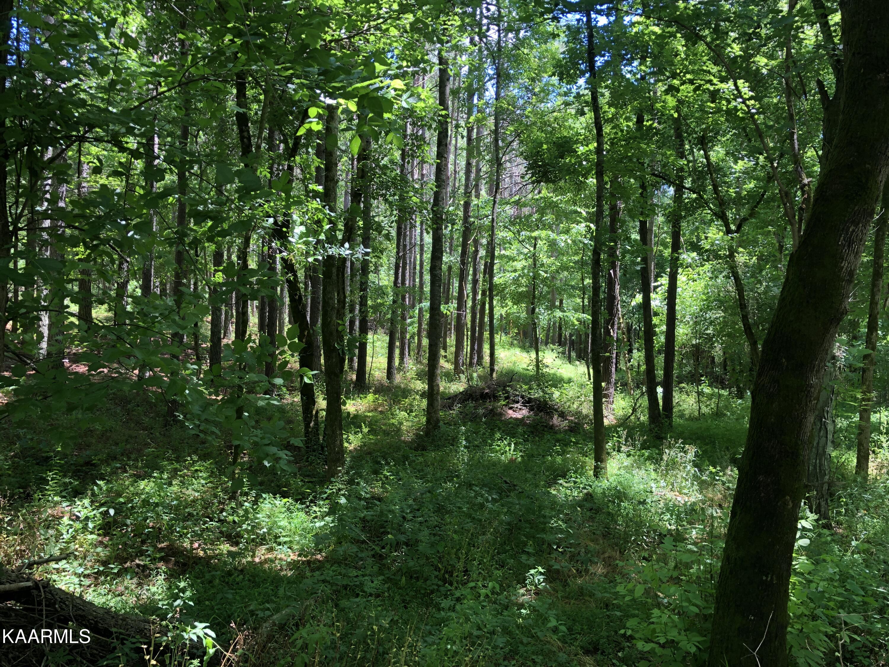 Farnsworth Road Vonore, TN 37885 - Photo 1 of 9 IMG_8834
