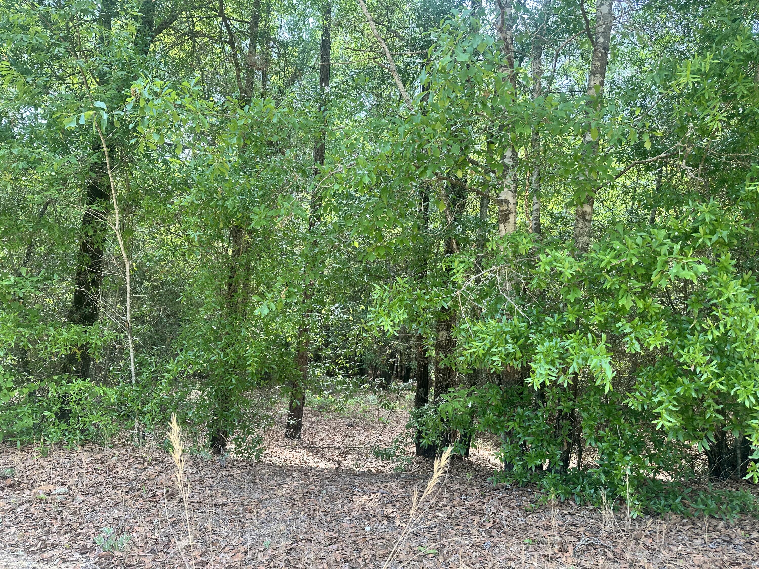 Lot 11 Warbonnet Road Salley, SC 29137 - Photo 1 of 3