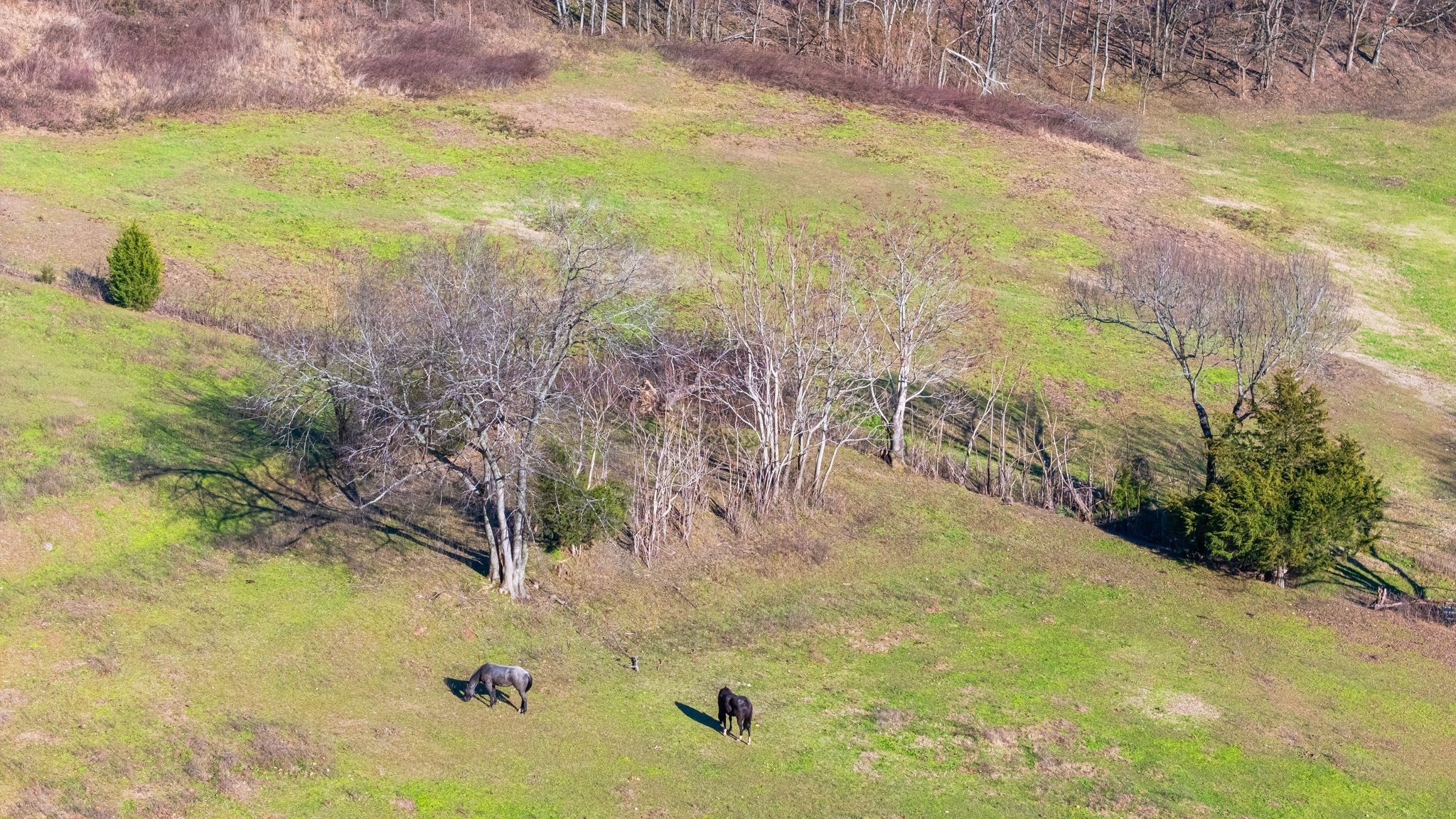 4701 Reed Road Thompson's Station, TN 37179 - Photo 22 of 27 a view of ocean